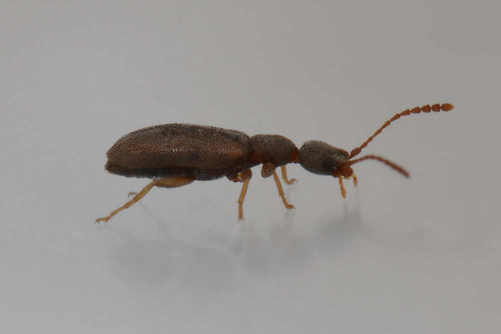 Anthicidae:   Endomia tenuicollis